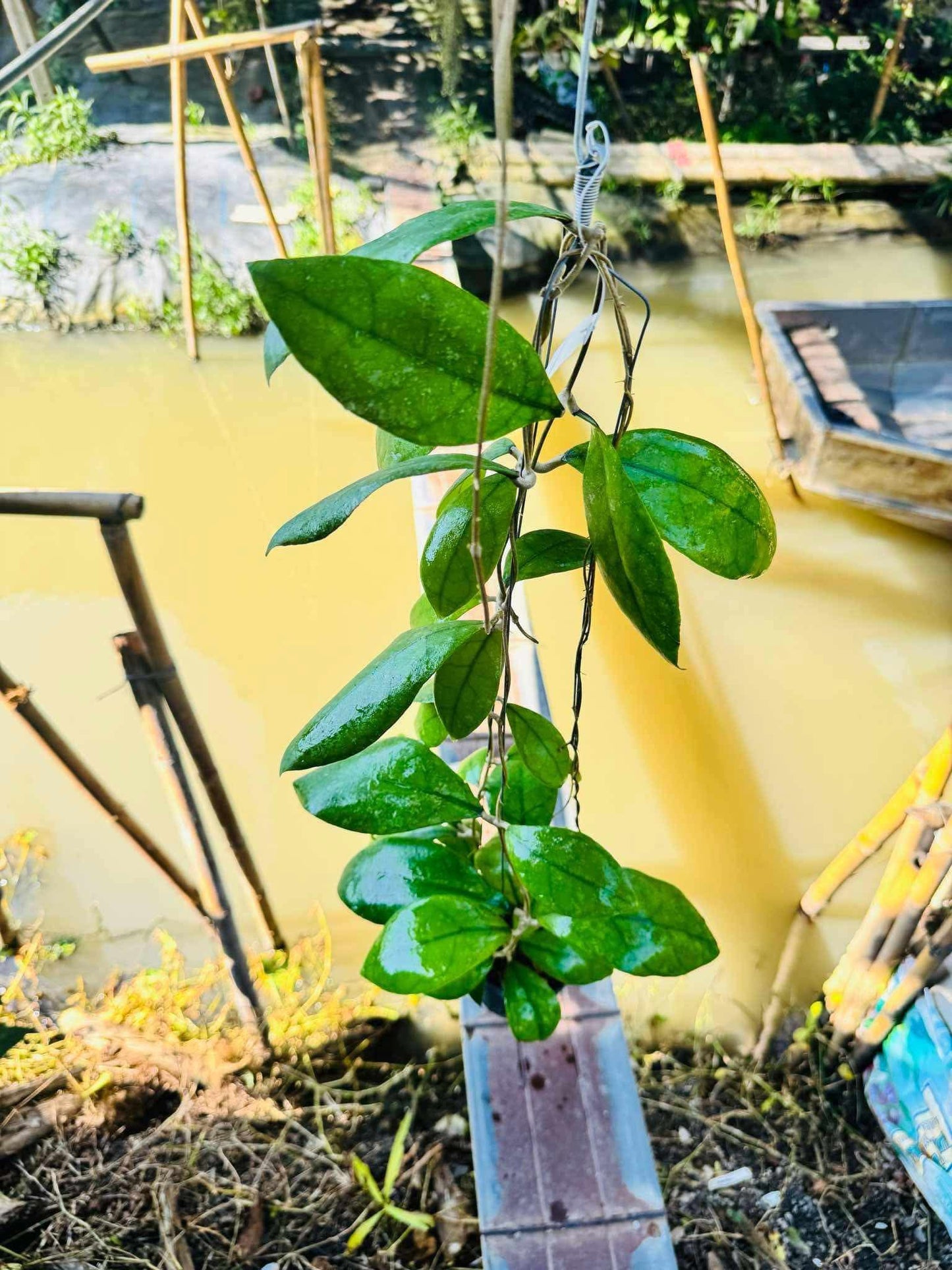 Rare Plant pre orders from Fuzzy Roots