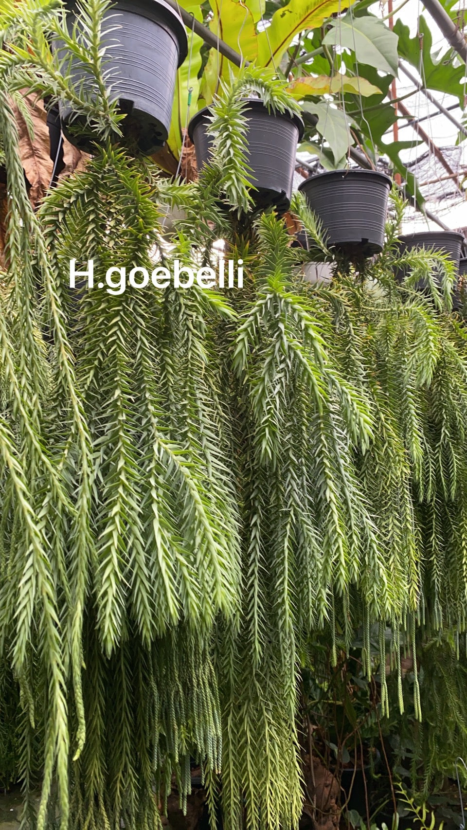 Rare Plant pre orders from Fuzzy Roots