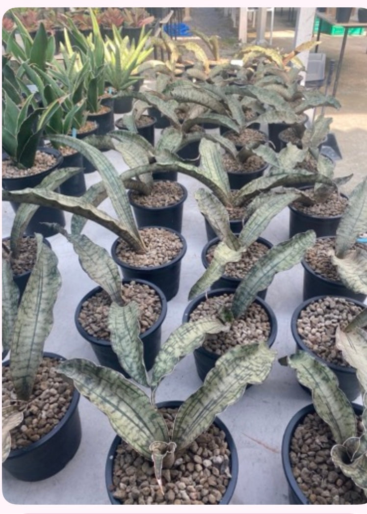 Rare Plant pre orders from Fuzzy Roots