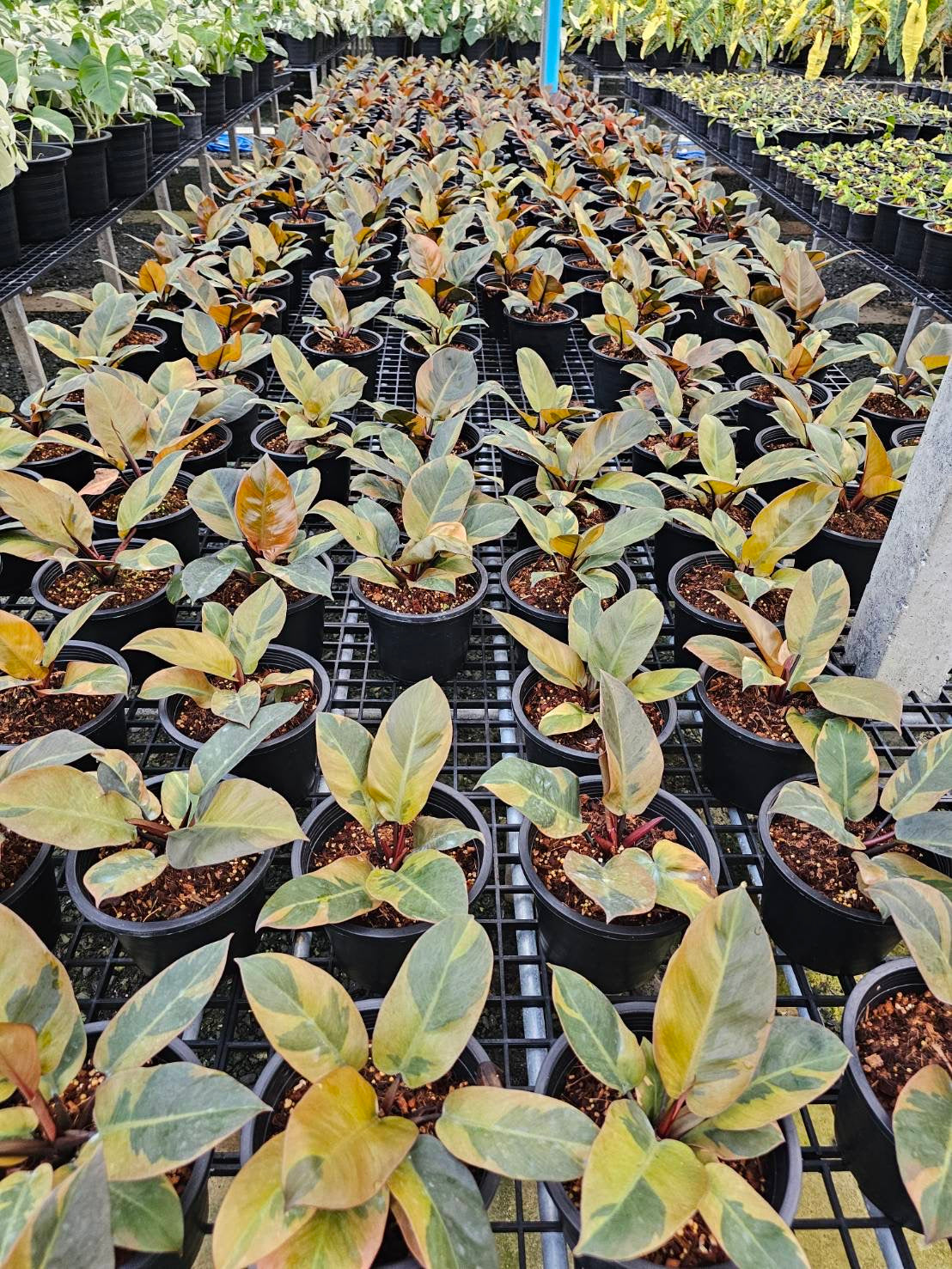 Rare Plant pre orders from Fuzzy Roots