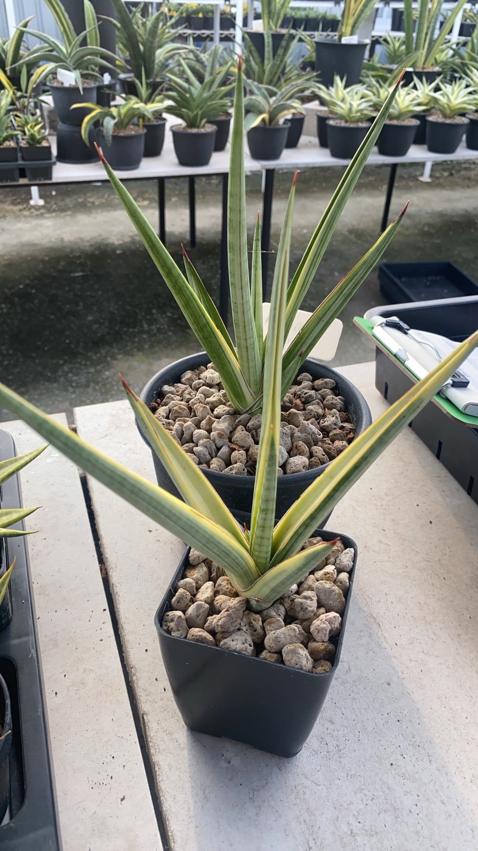 Rare Plant pre orders from Fuzzy Roots