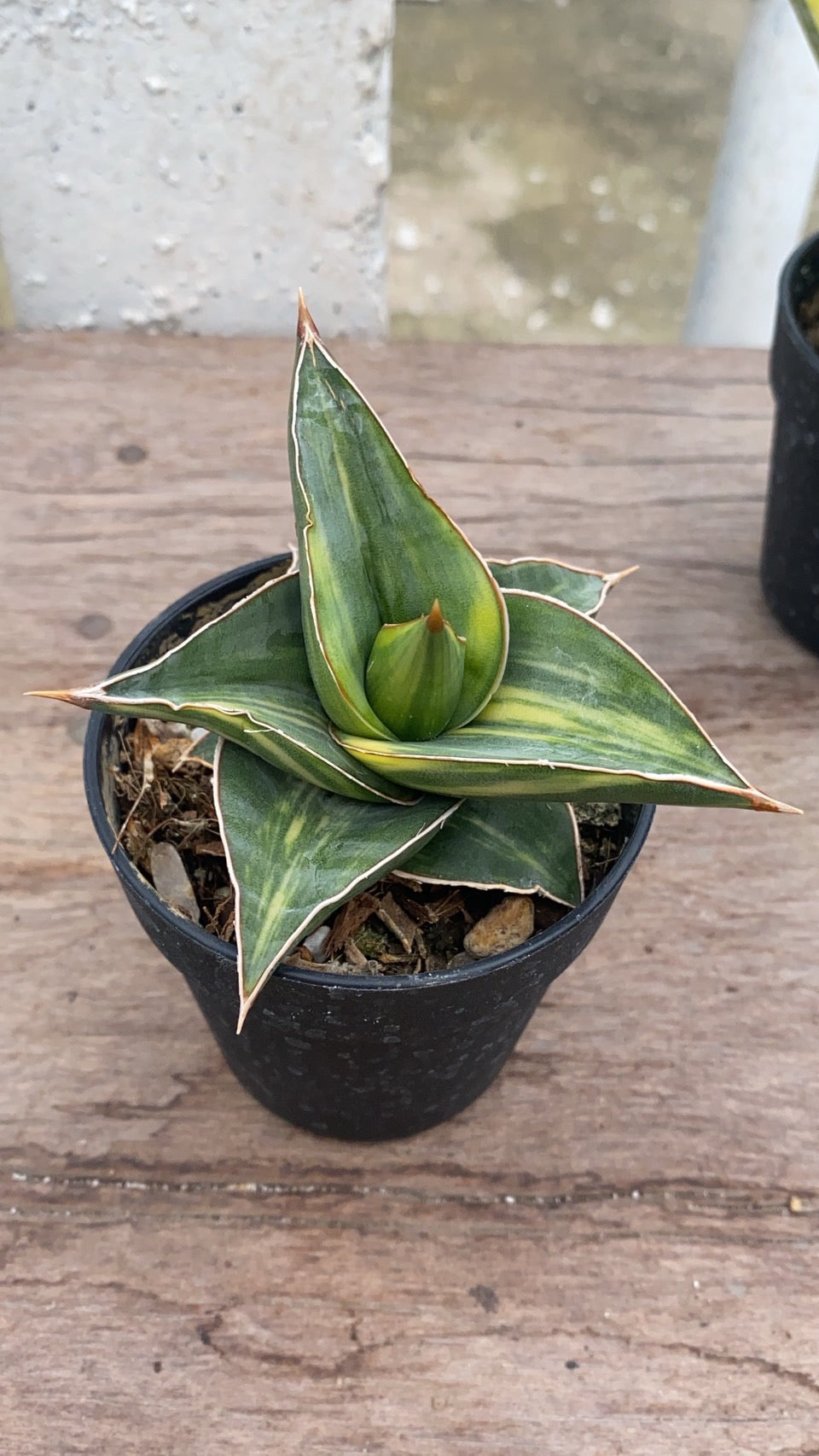 Rare Plant pre orders from Fuzzy Roots