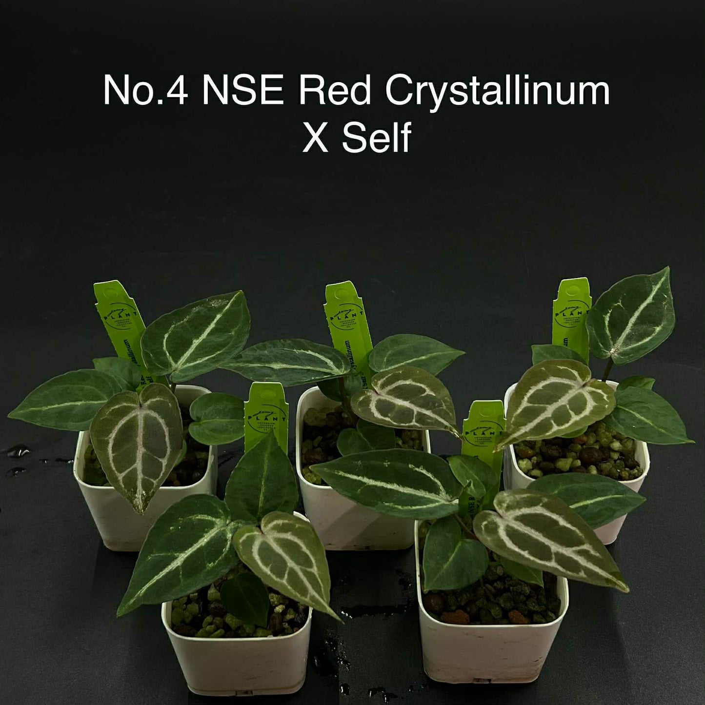 Rare Plant pre orders from Fuzzy Roots