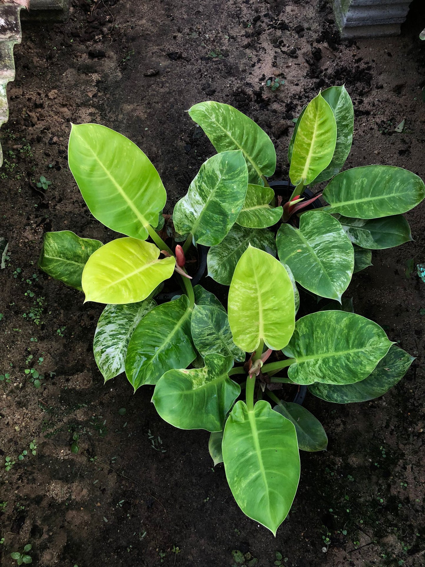 Rare Plant pre orders from Fuzzy Roots