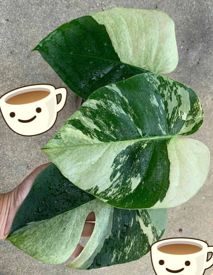 Rare Plant pre orders from Fuzzy Roots