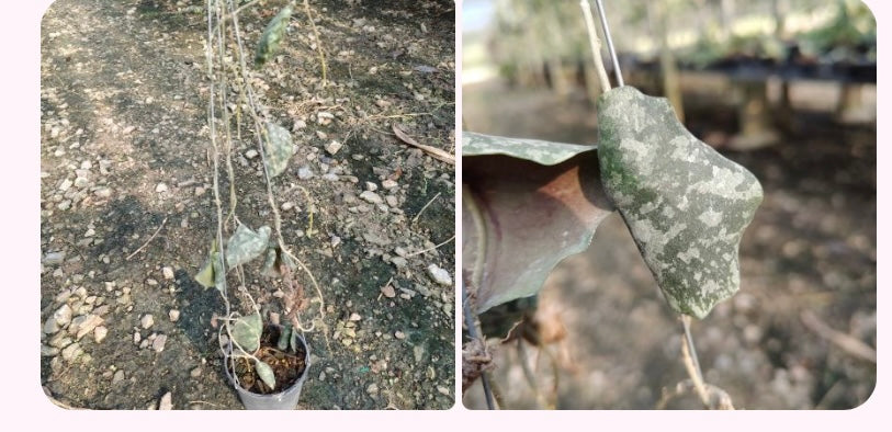 Rare Plant pre orders from Fuzzy Roots