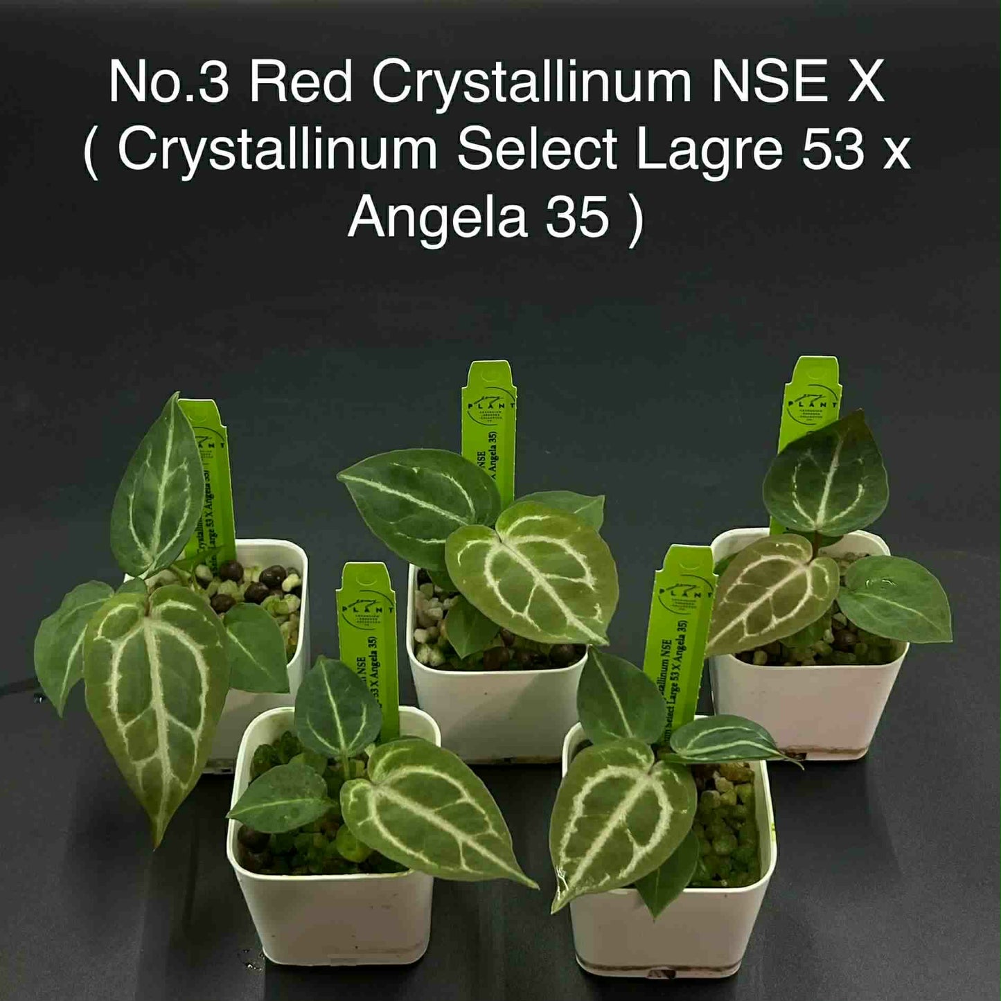Rare Plant pre orders from Fuzzy Roots