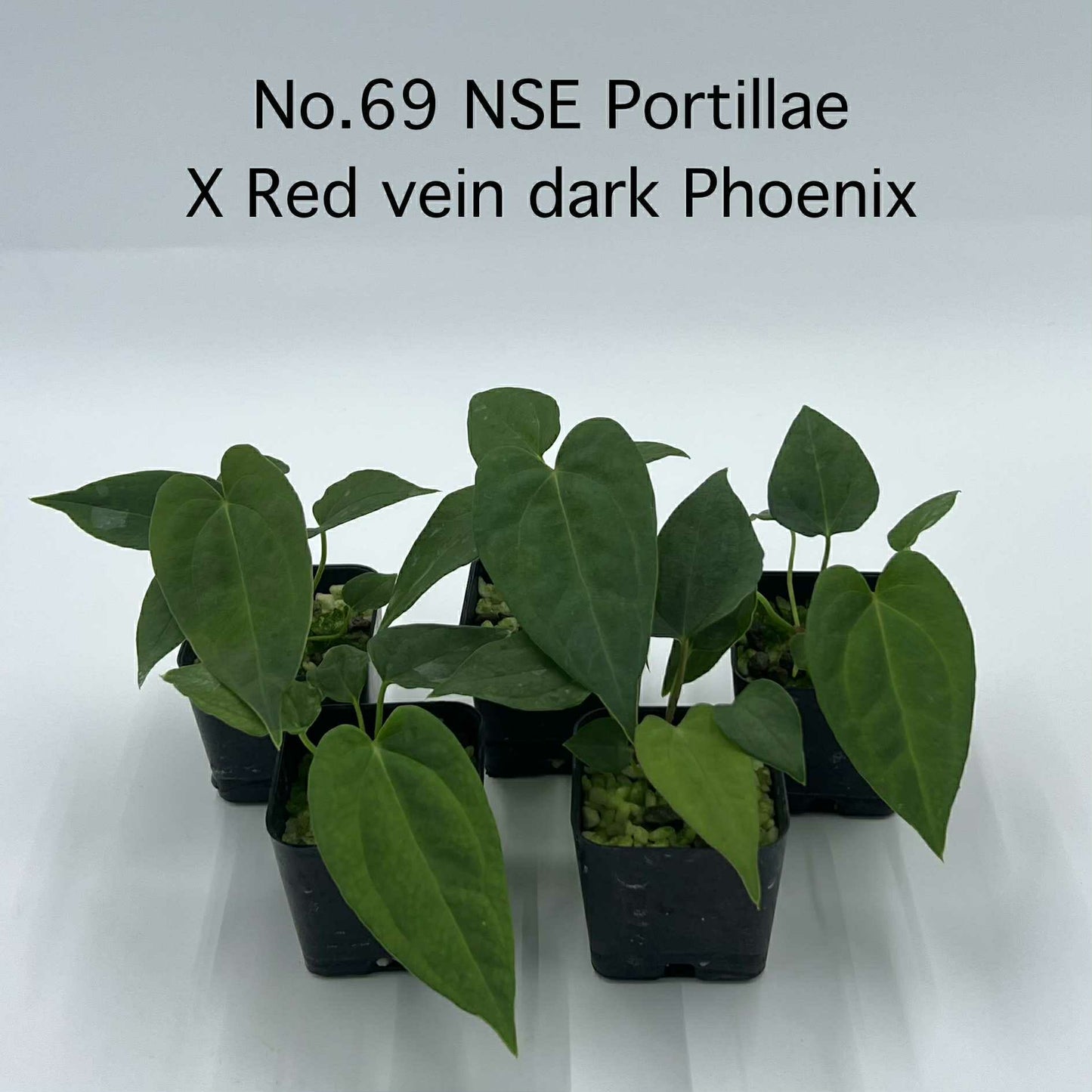 Rare Plant pre orders from Fuzzy Roots