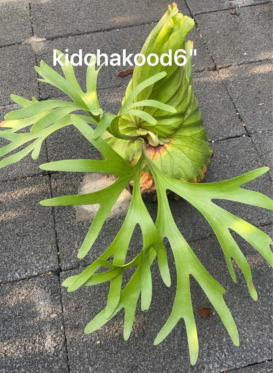Rare Plant pre orders from Fuzzy Roots