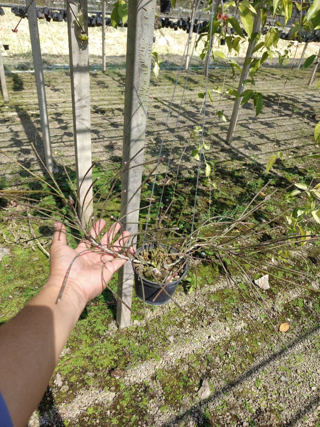 Rare Plant pre orders from Fuzzy Roots