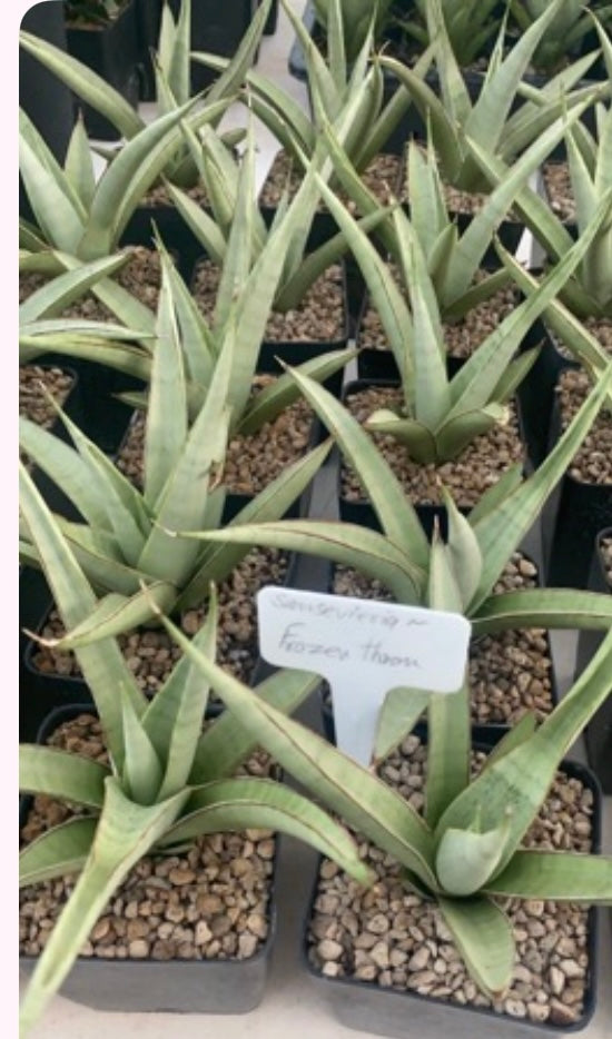Rare Plant pre orders from Fuzzy Roots