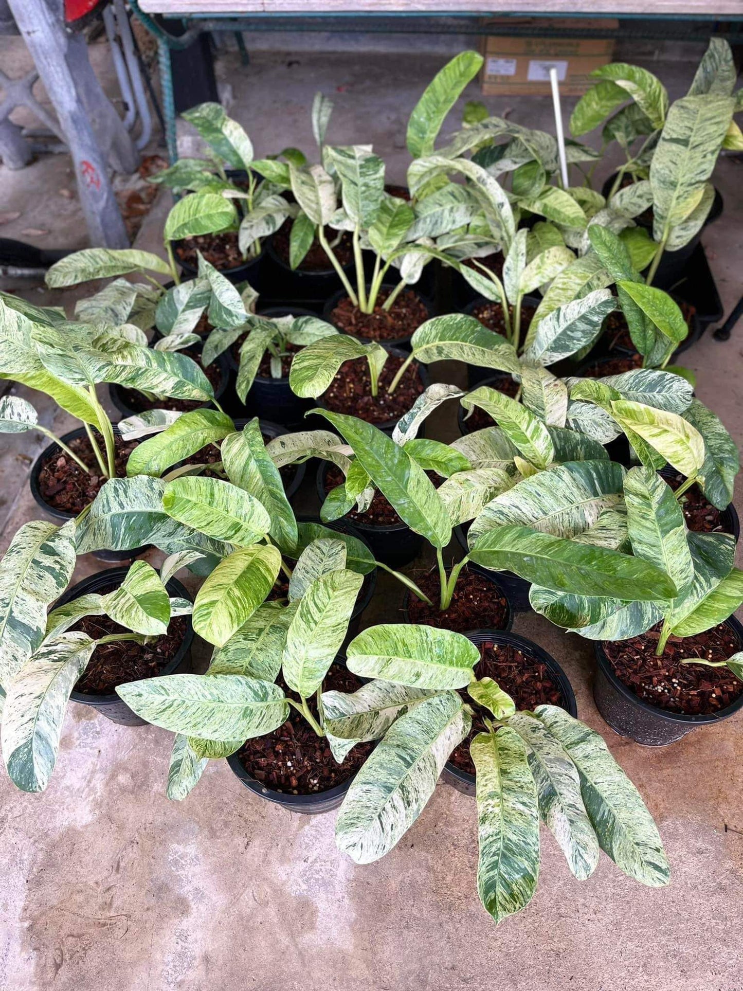 Rare Plant pre orders from Fuzzy Roots