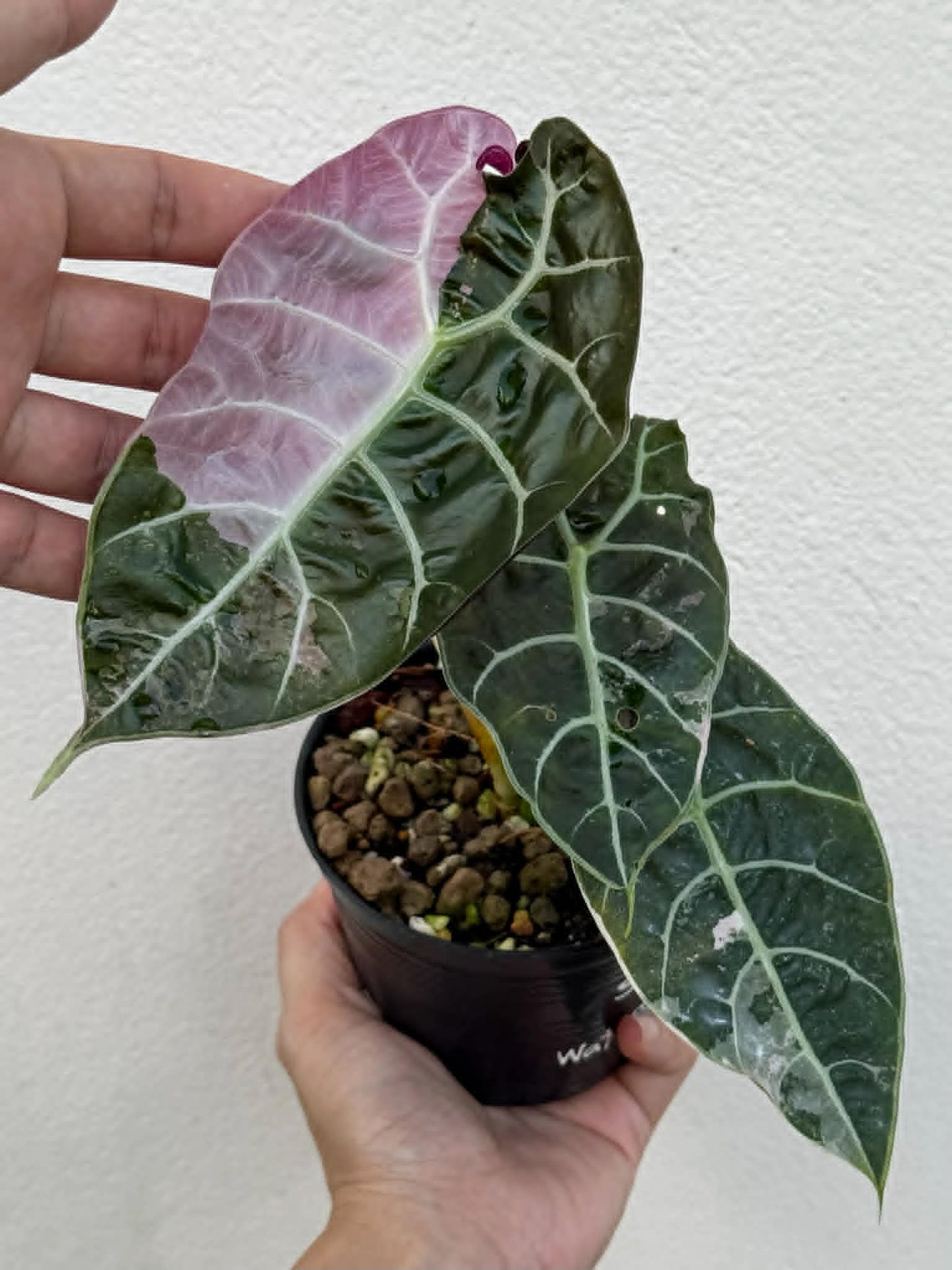 Alocasia Watsoniana Doff True Pink (Not Mint) - Pre Order