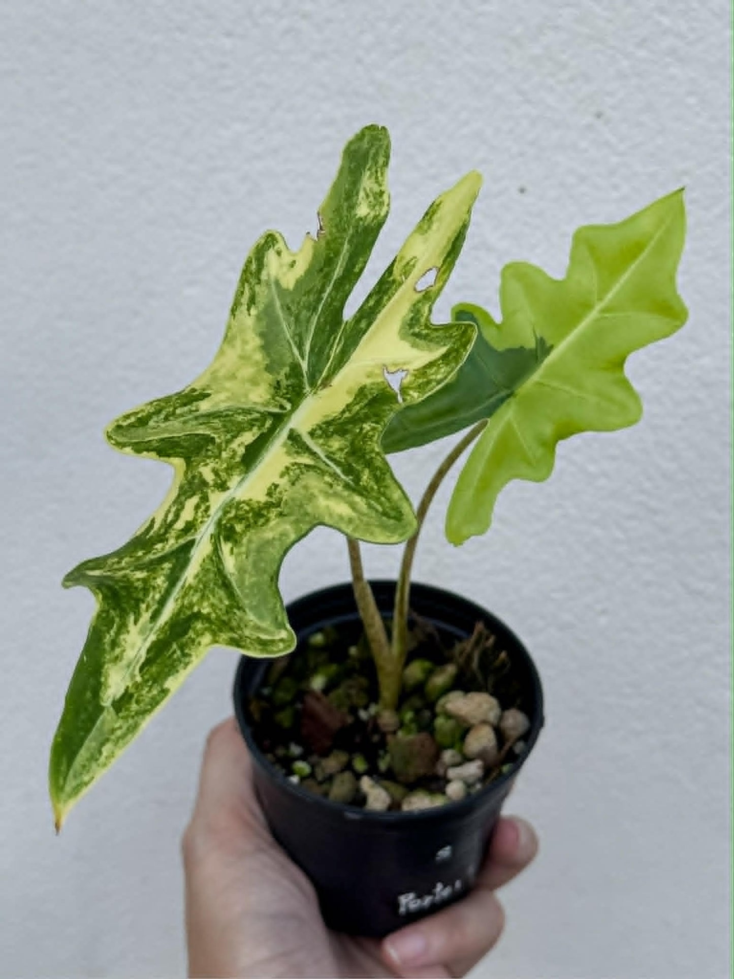 Alocasia Portei - Pre Order