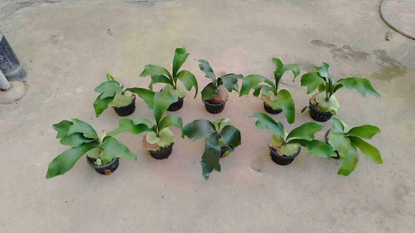 Platycerium Panama - Pre Order