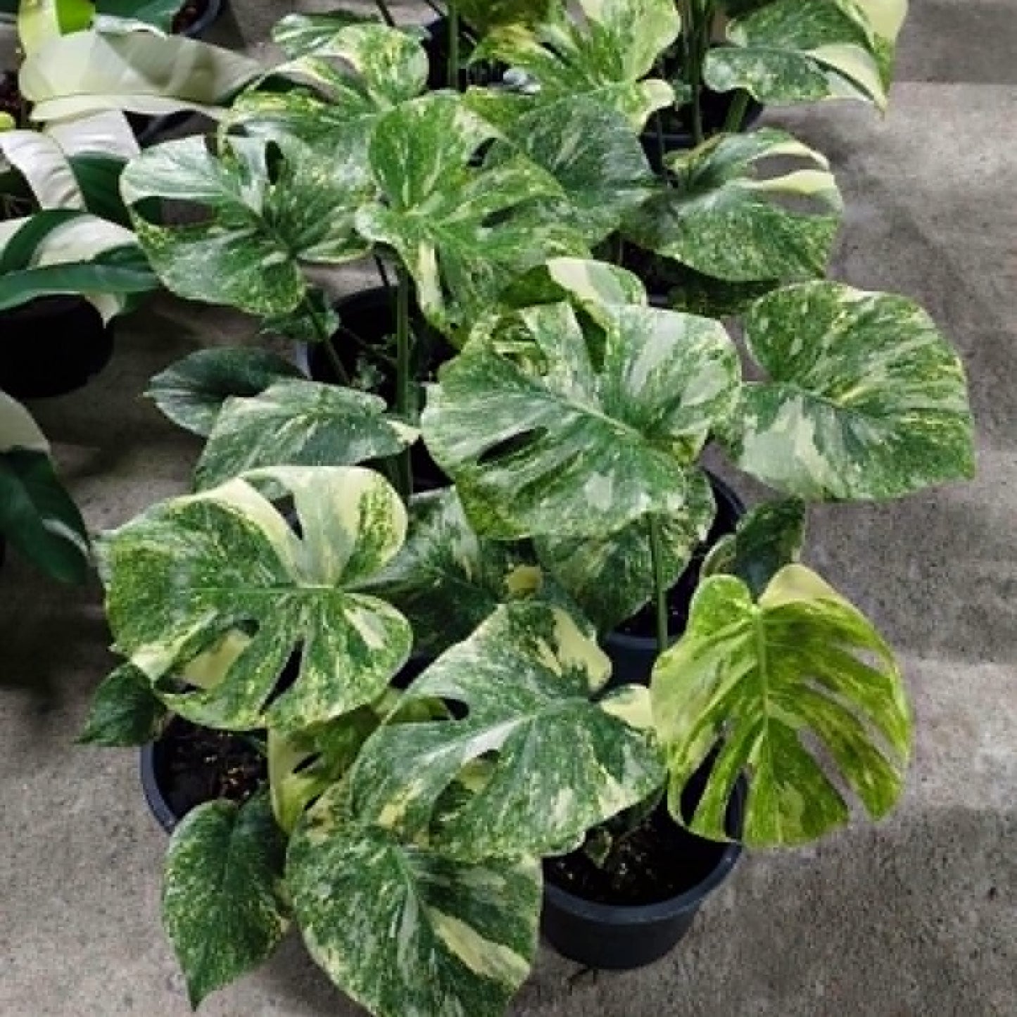 Monstera Green Snow - Pre Order