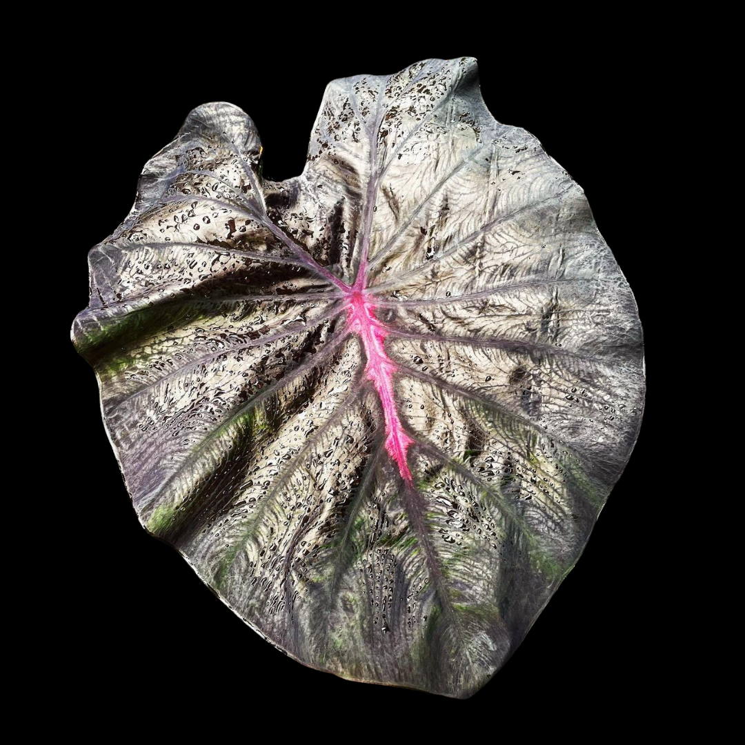 Colocasia Red Feather (PRE-ORDER)