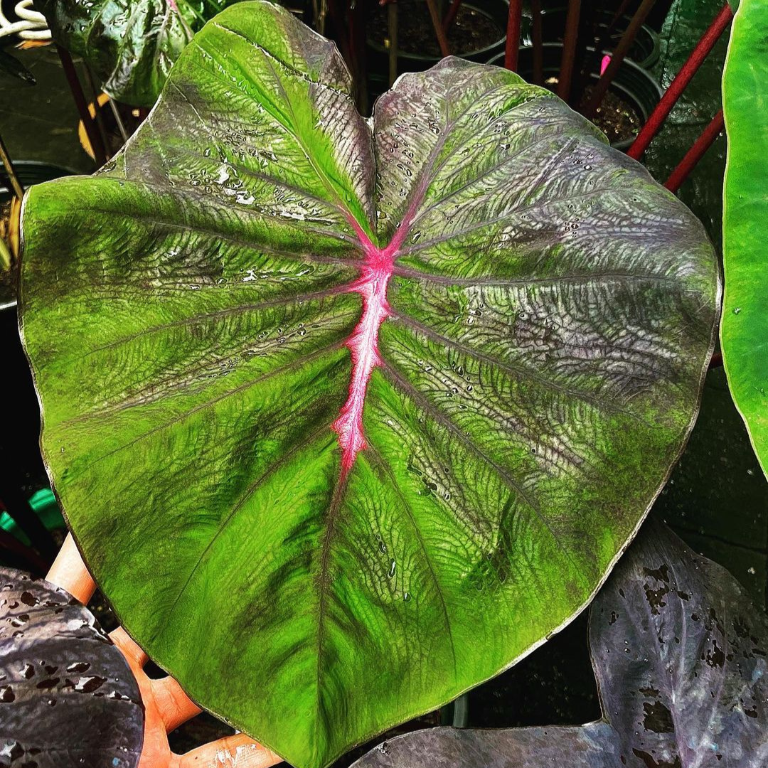 Colocasia Red Feather (PRE-ORDER)