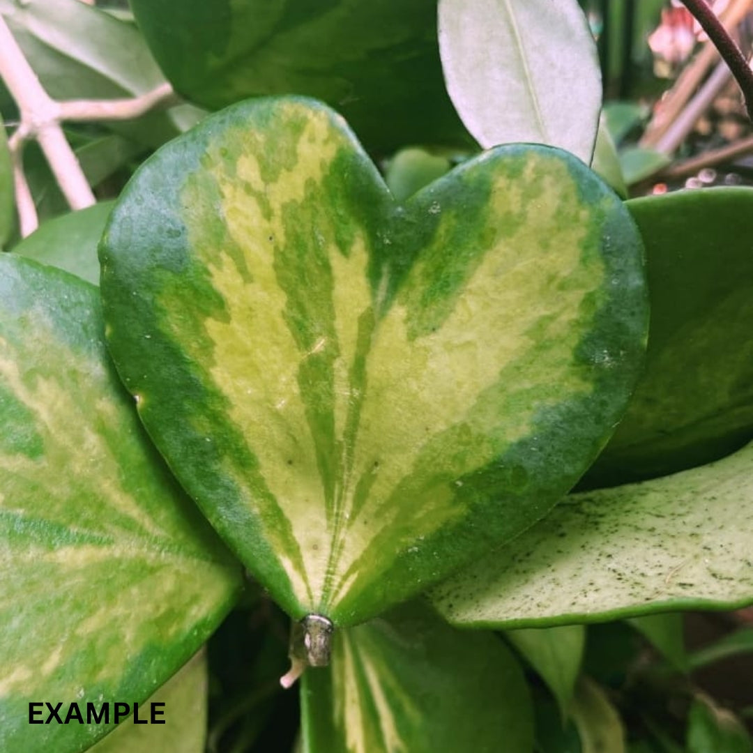 Hoya Kerrii Variegated (Large) PRE-ORDER-JULY285