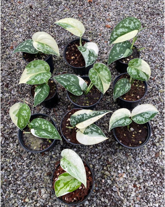 Scindapsus Mayori Variegated (PRE-ORDER)