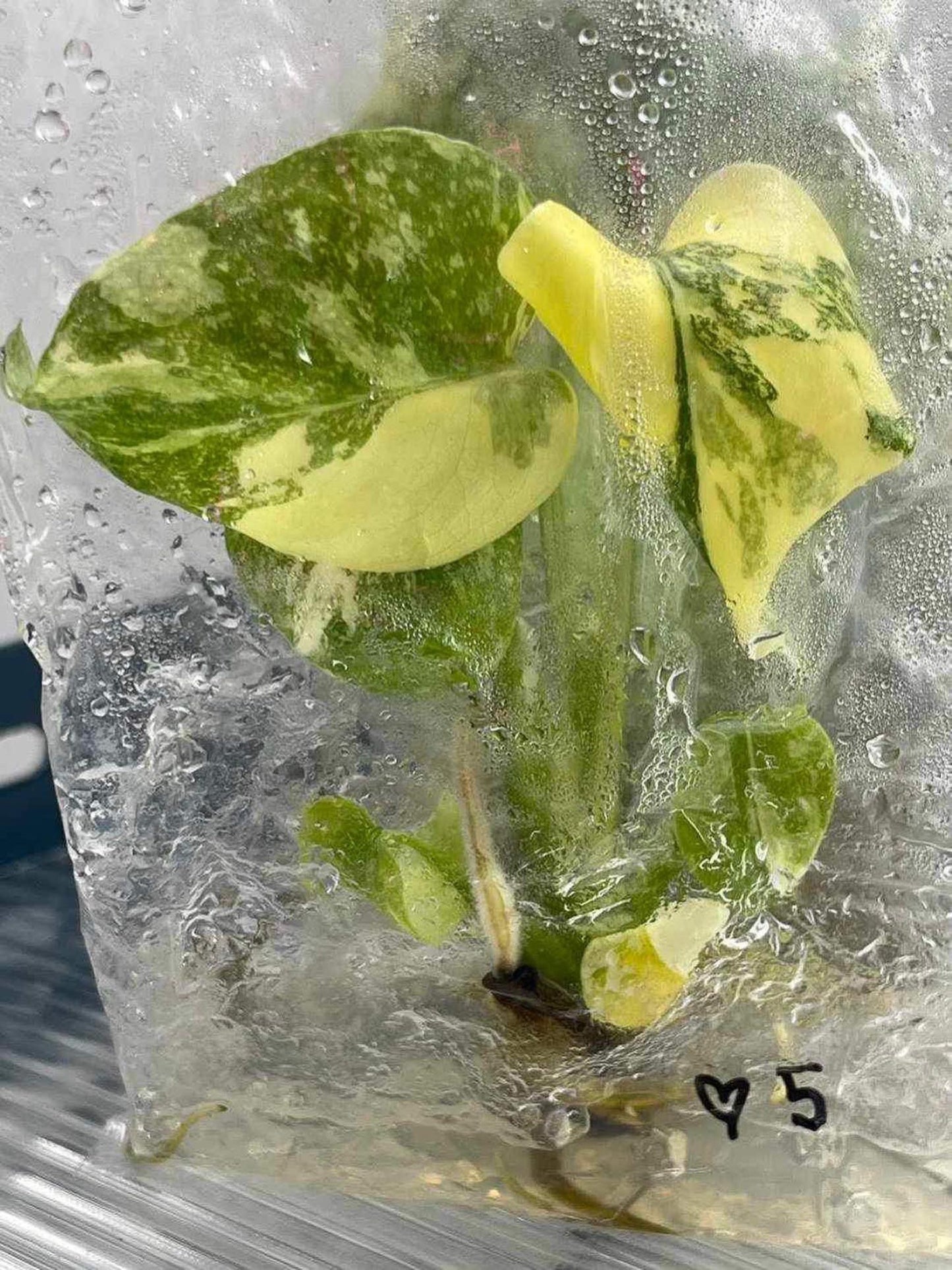 Monstera Creme Brulee "Similar" Tissue Culture (PRE-ORDER) -TC097