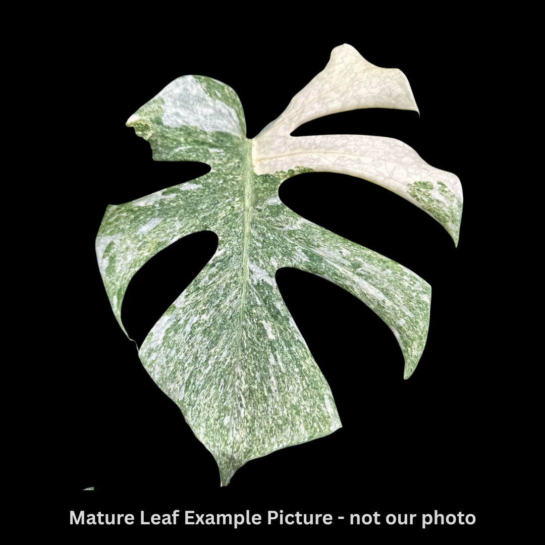 Monstera Platinum "Similar" Tissue Culture (PRE-ORDER)-TC103