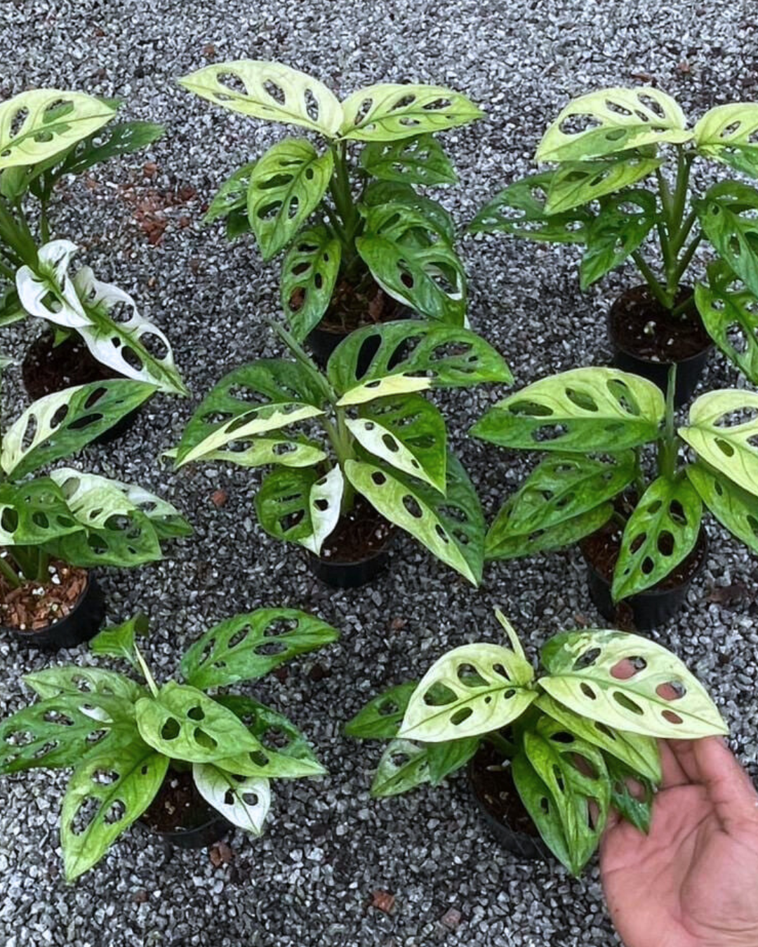 Monstera Adansonii Albo Mint (PRE-ORDER)
