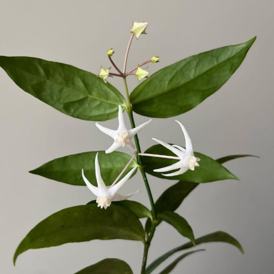 Hoya Acuminata (Small) PRE-ORDER-JULY004