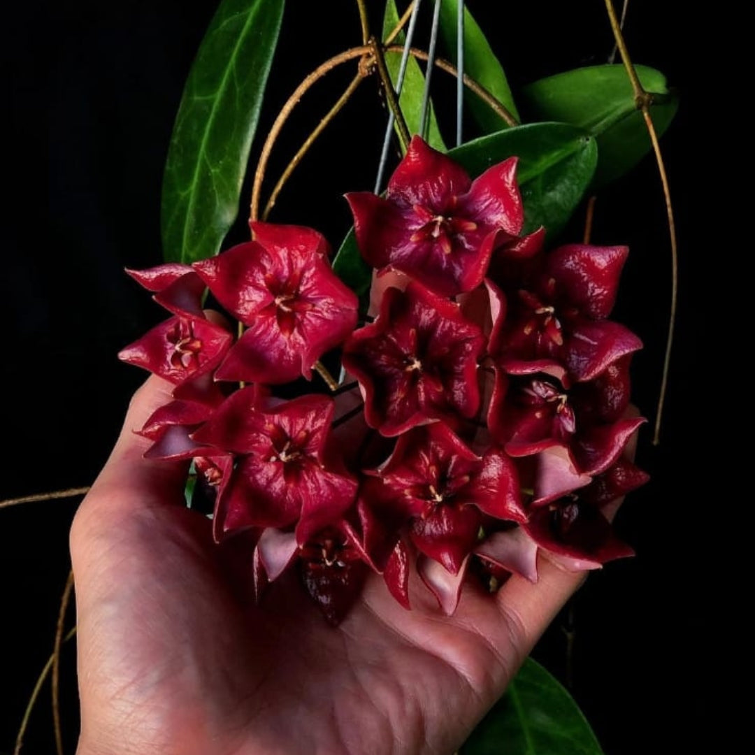 Hoya Meglaster (PRE-ORDER)