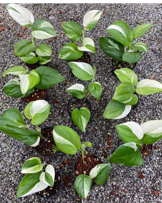 Scindapsus Moonlight Albo (PRE-ORDER)