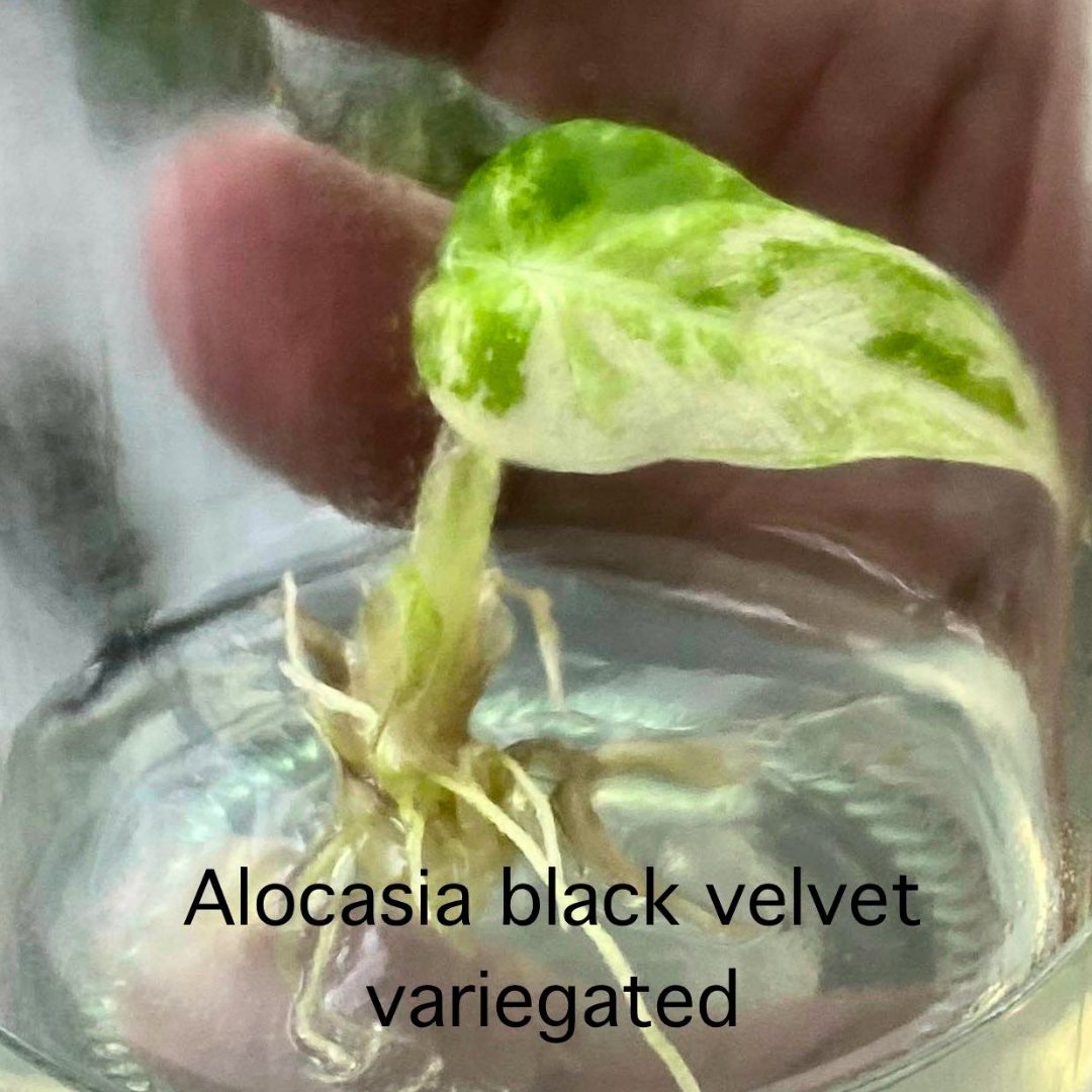 Alocasia Black Velvet (Albo/Pink) Variegated Tissue Culture (PRE-ORDER)-TC015