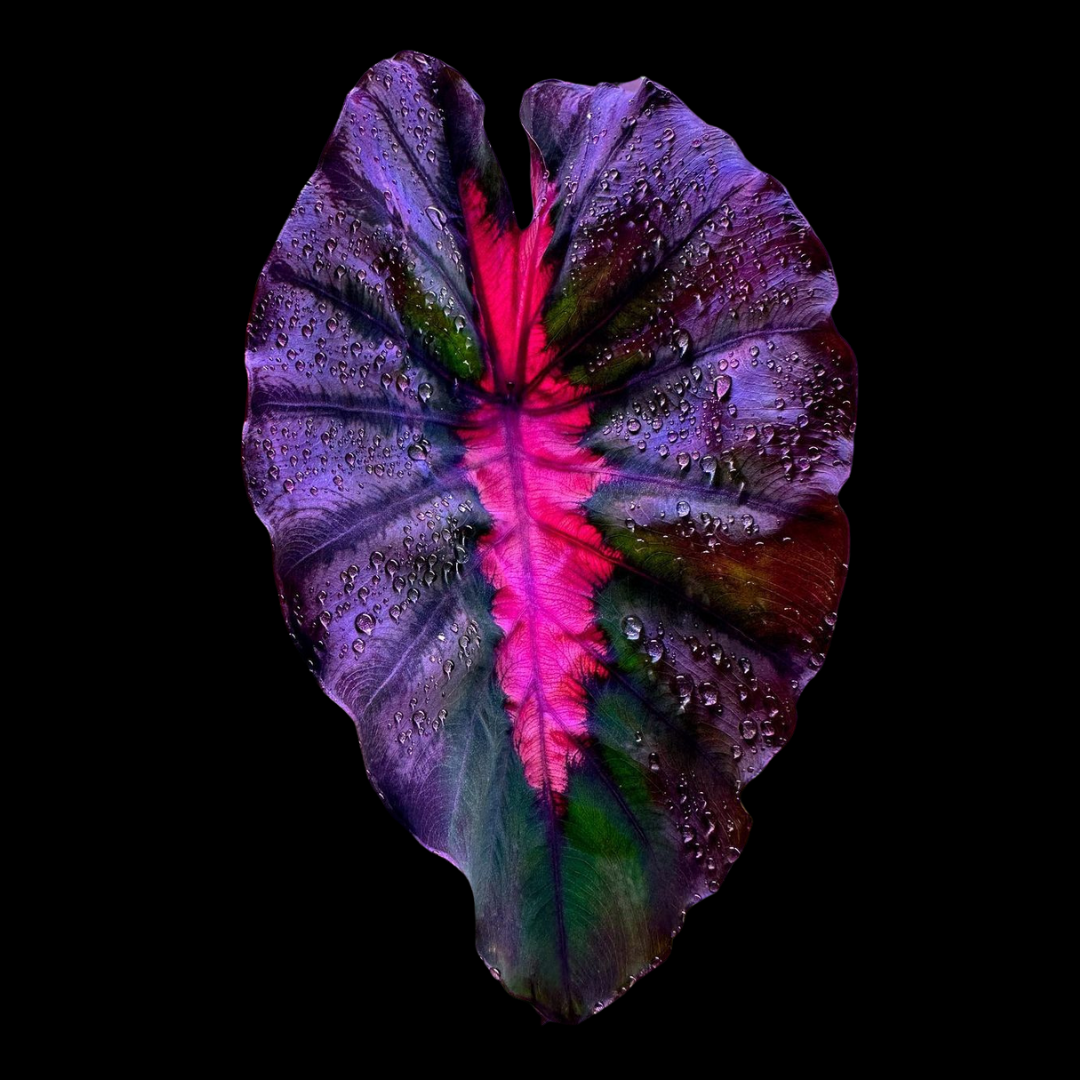 Colocasia Redemption (PRE-ORDER)