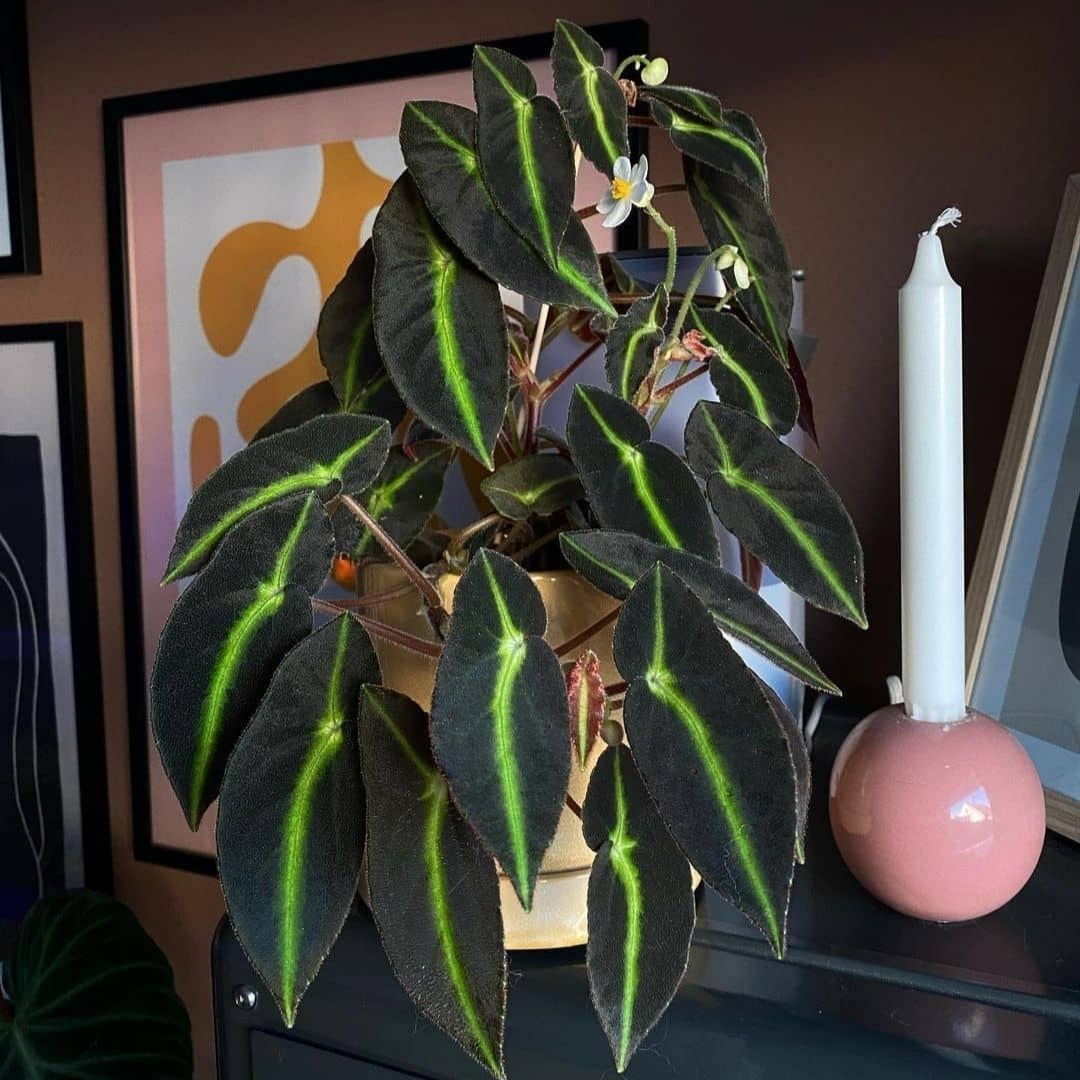 Begonia Listada (PRE-ORDER)-JUL089