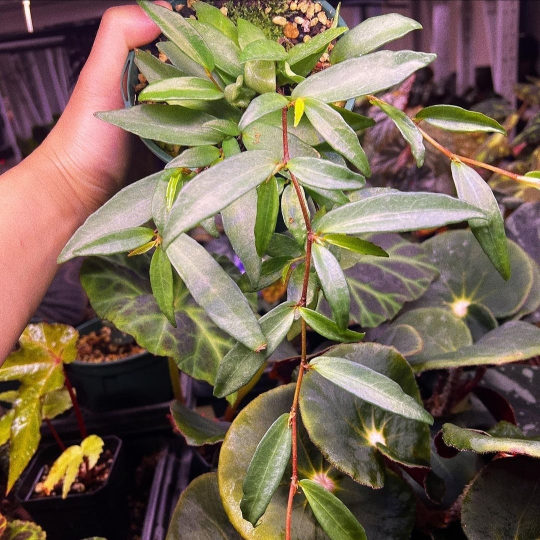 Begonia Oxyanthera (PRE-ORDER)-JUL110