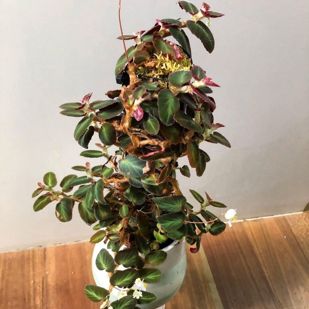 Begonia Thelmae (PRE-ORDER)