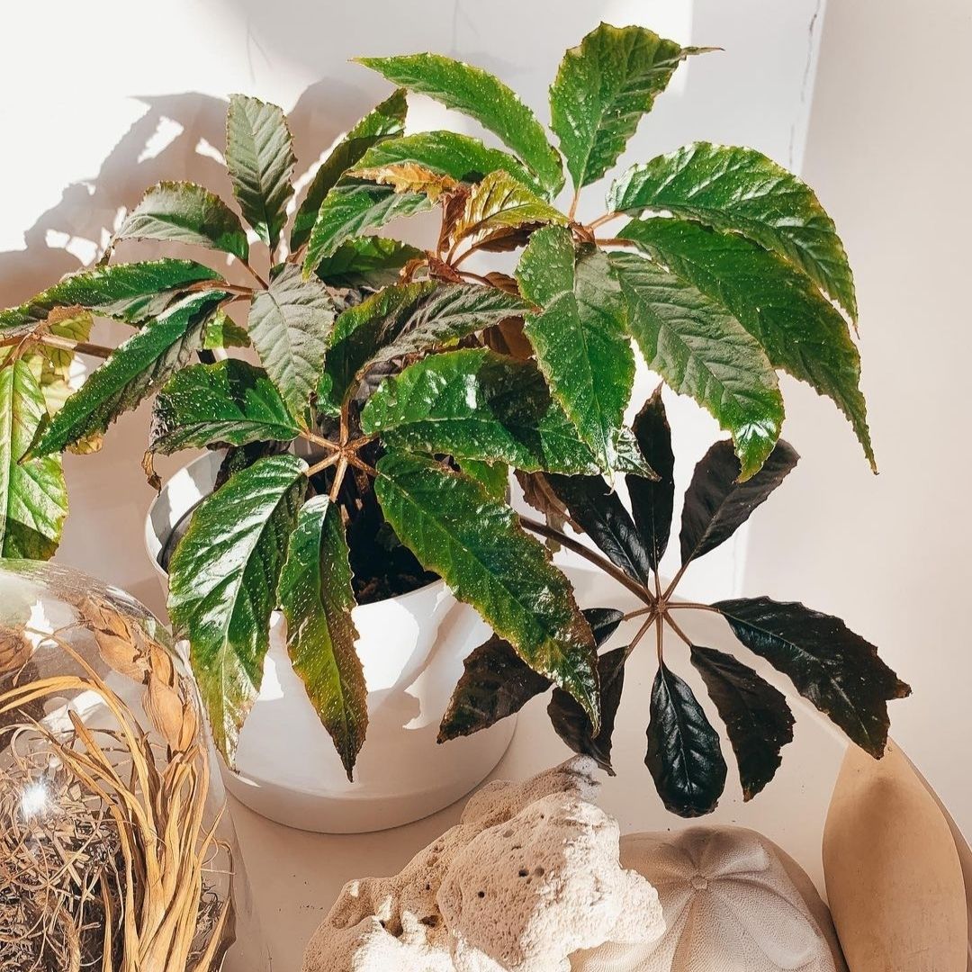 Begonia Thiemie (PRE-ORDER)-JUL159