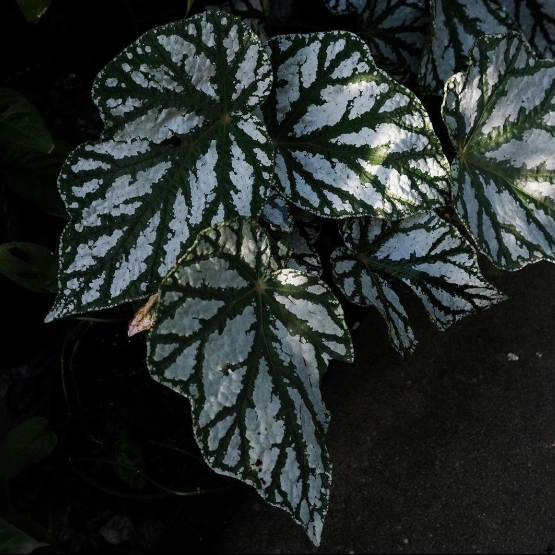 Begonia Tapdance (PRE-ORDER)-JUL158