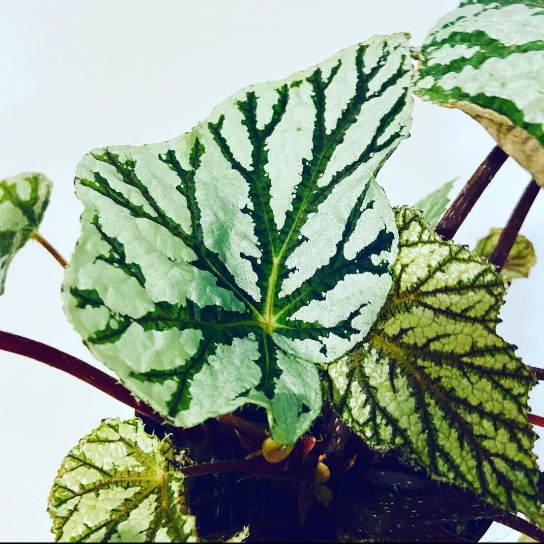 Begonia Tapdance (PRE-ORDER)-JUL158