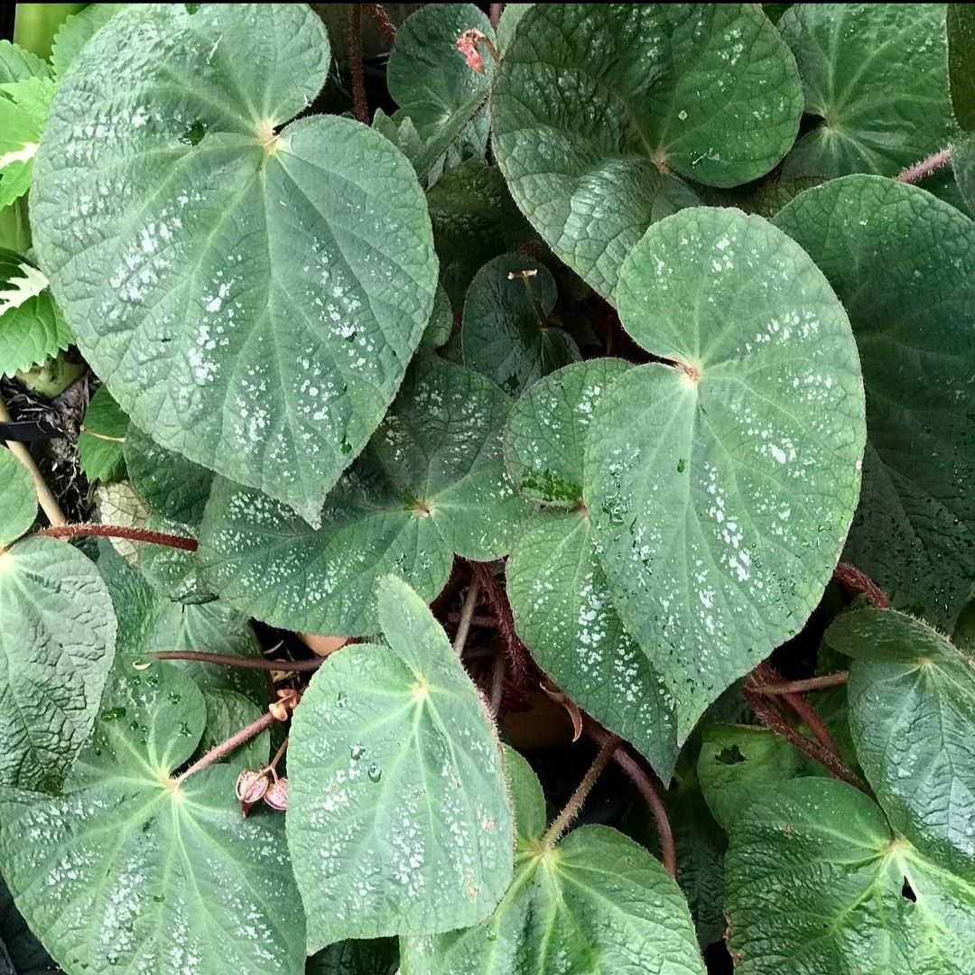 Begonia U521 Hybrid 195 (PRE-ORDER)