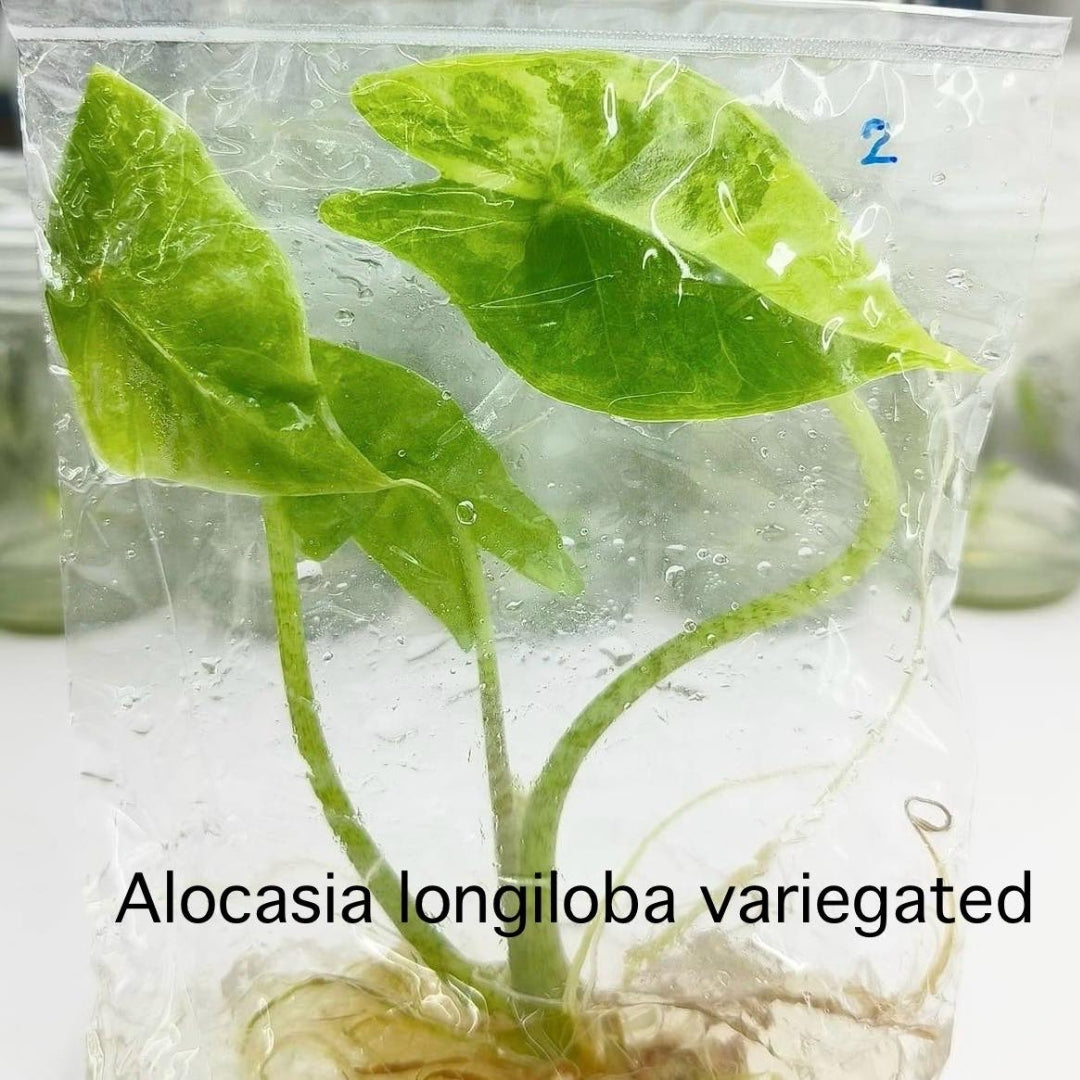 Alocasia Longiloba Aurea Variegated Tissue Culture (PRE-ORDER)TC-30