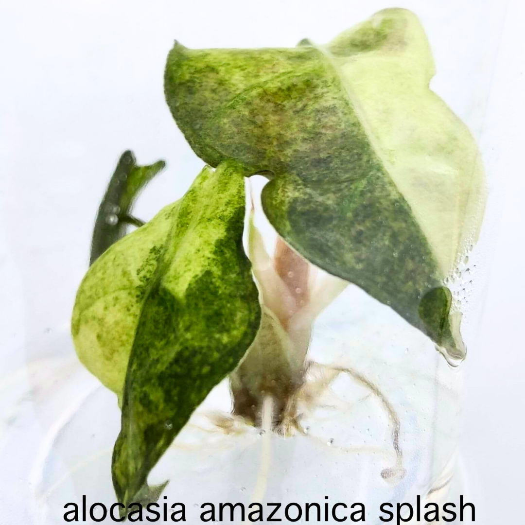 Alocasia Amazonica Splash/Triocolor Tissue Culture (PRE-ORDER)-TC004
