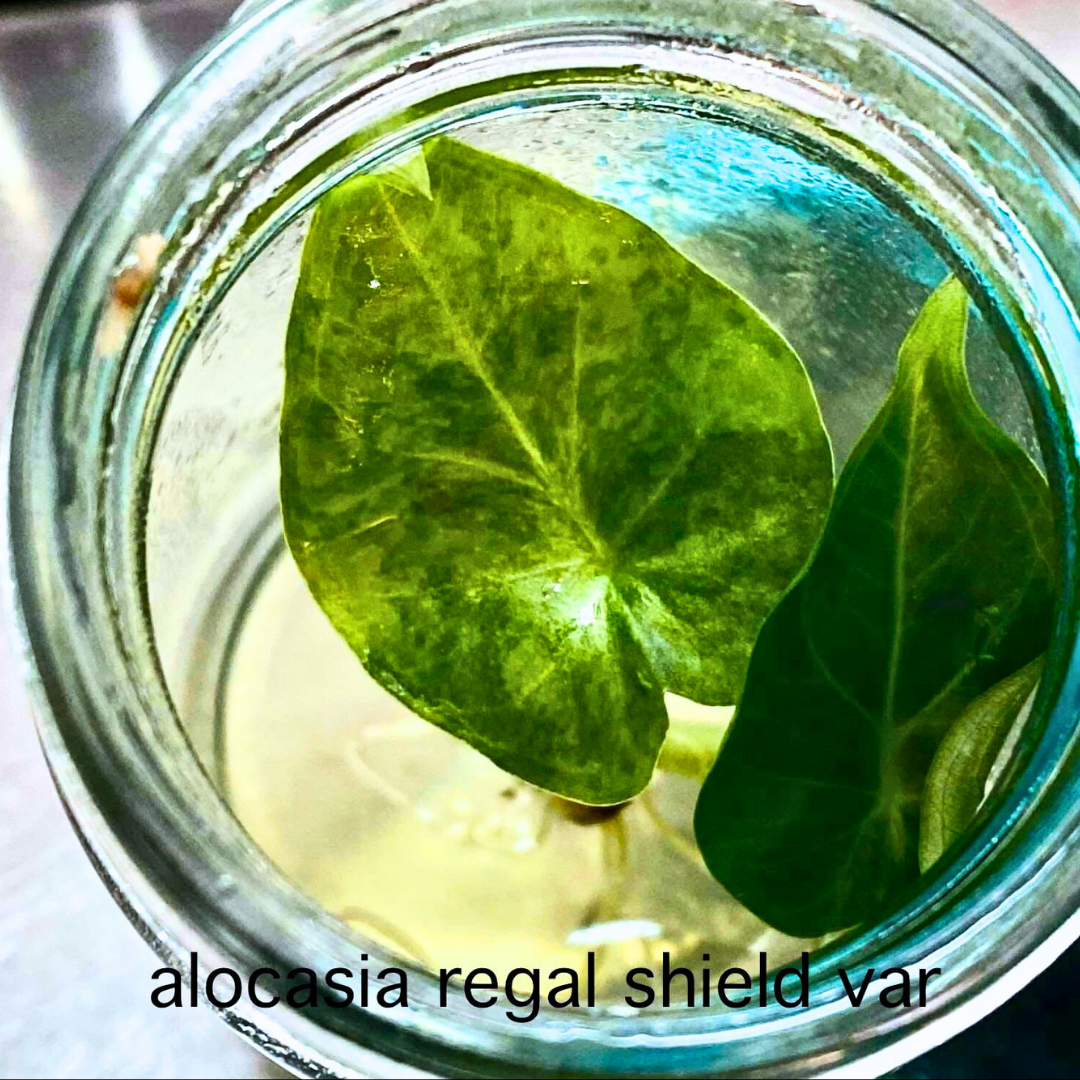 Alocasia Regal Shield Aurea Variegated Tissue Culture (PRE-ORDER)TC-38