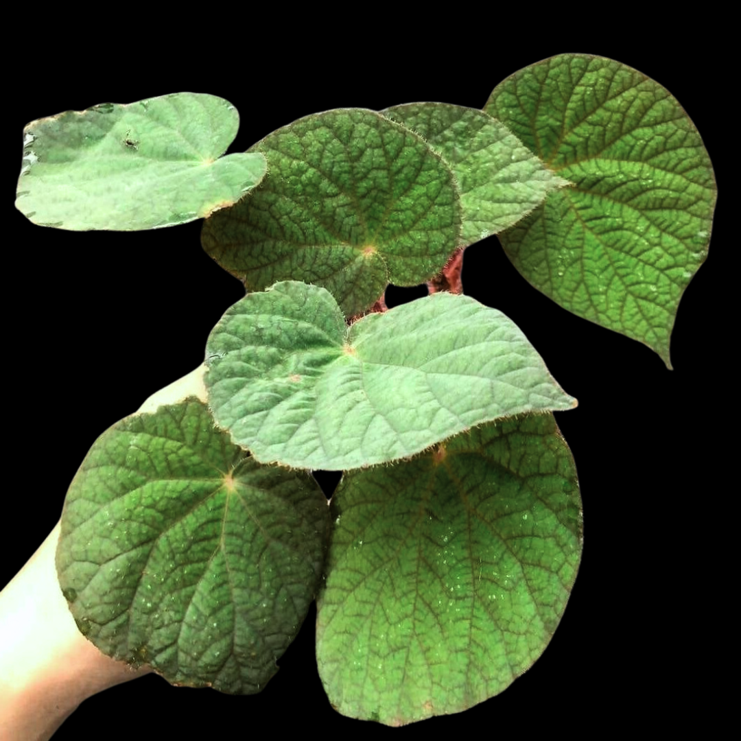 Begonia U521 (PRE-ORDER)