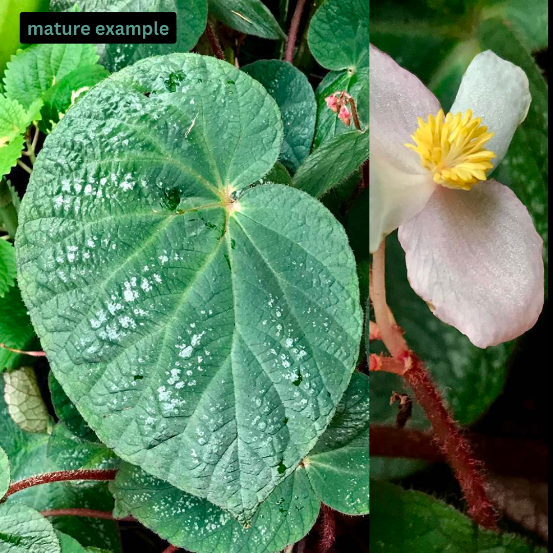 Begonia U521 (PRE-ORDER)