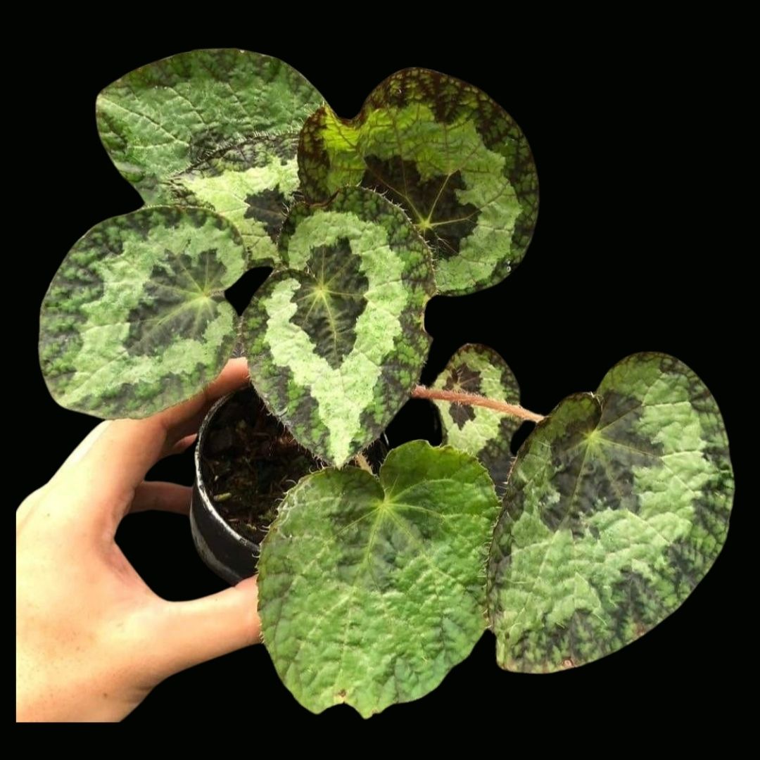 Begonia Sizemoreae Sp. Vietnam (PRE-ORDER)-JUL141