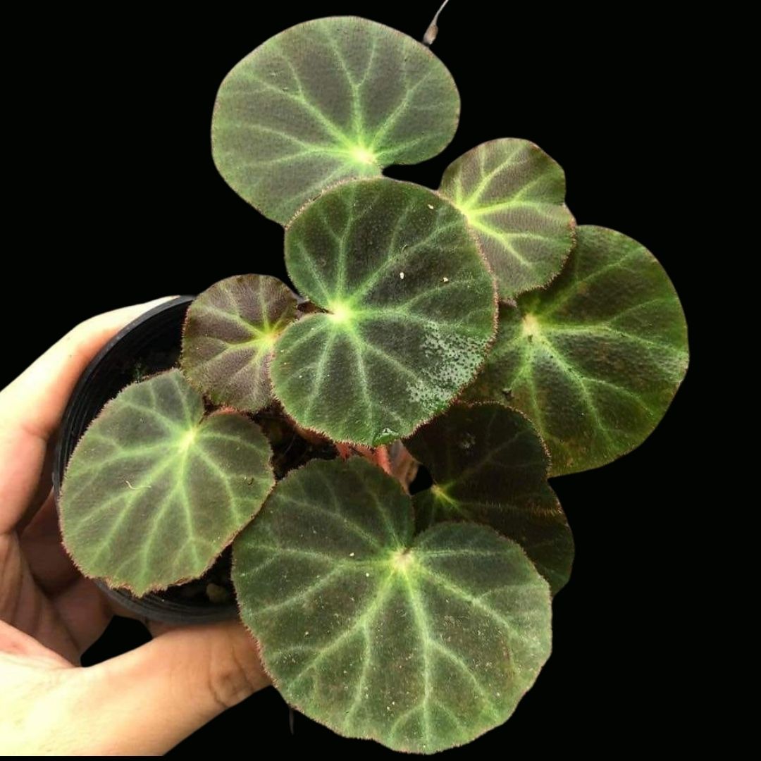 Begonia Subacide Sp. (PRE-ORDER)-JUL155