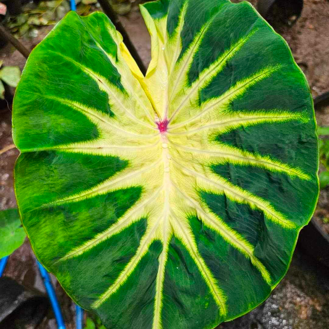 Colocasia Sun Smile (PRE-ORDER)
