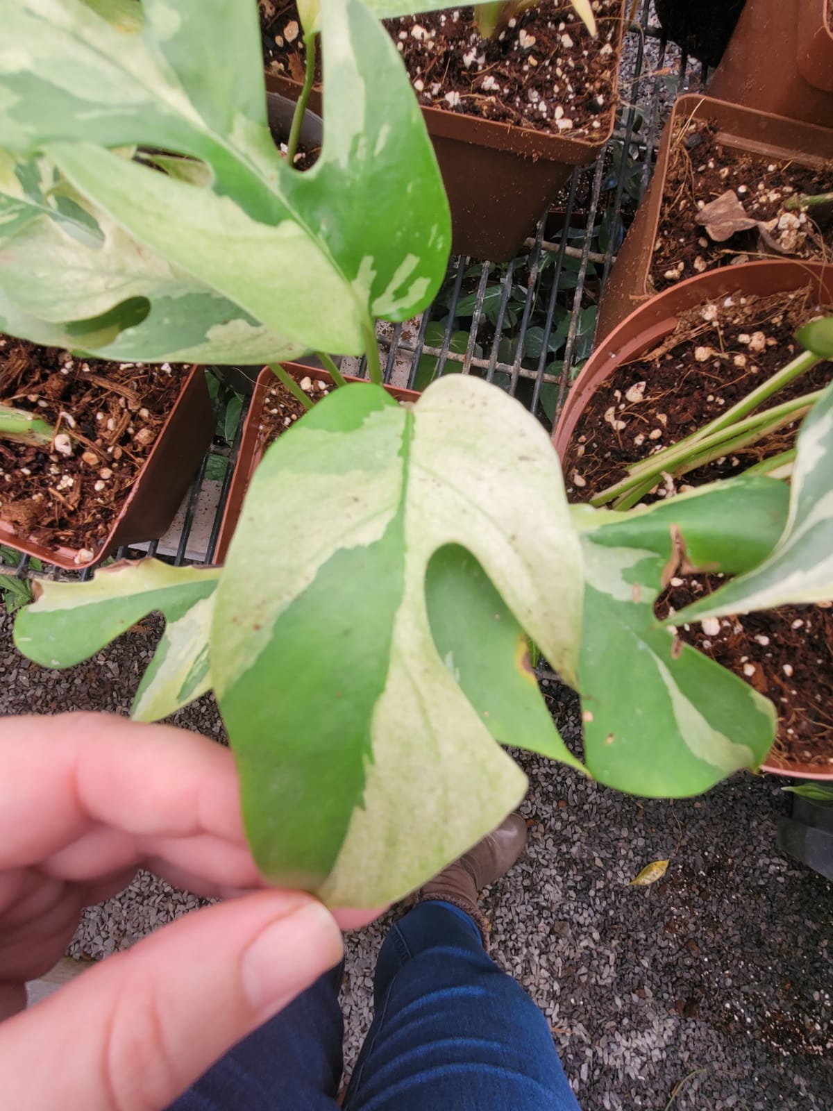 Raphidophora Tetrasperma Mint