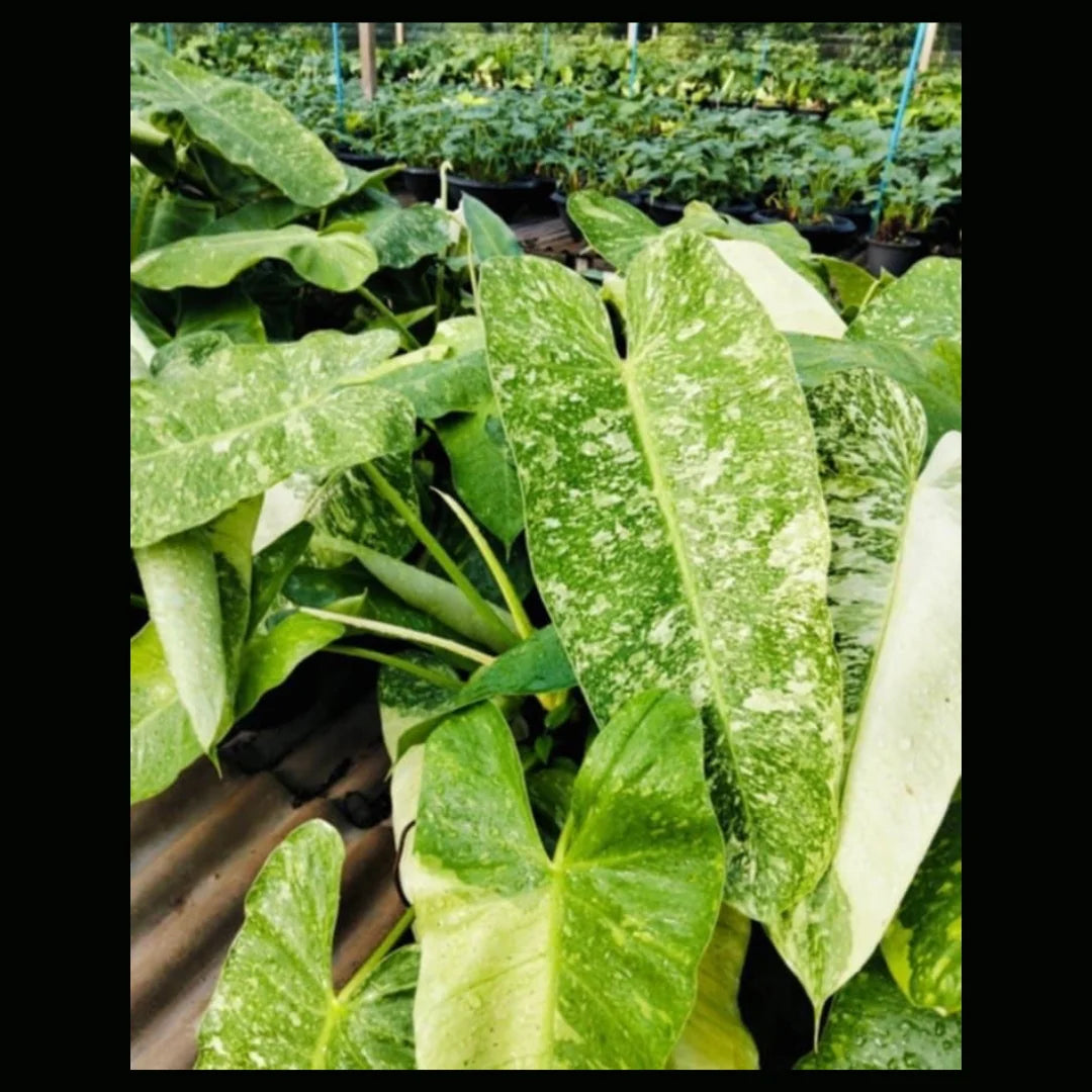 Philodendron (Pre-Orders) – Page 2 – Fuzzy Roots