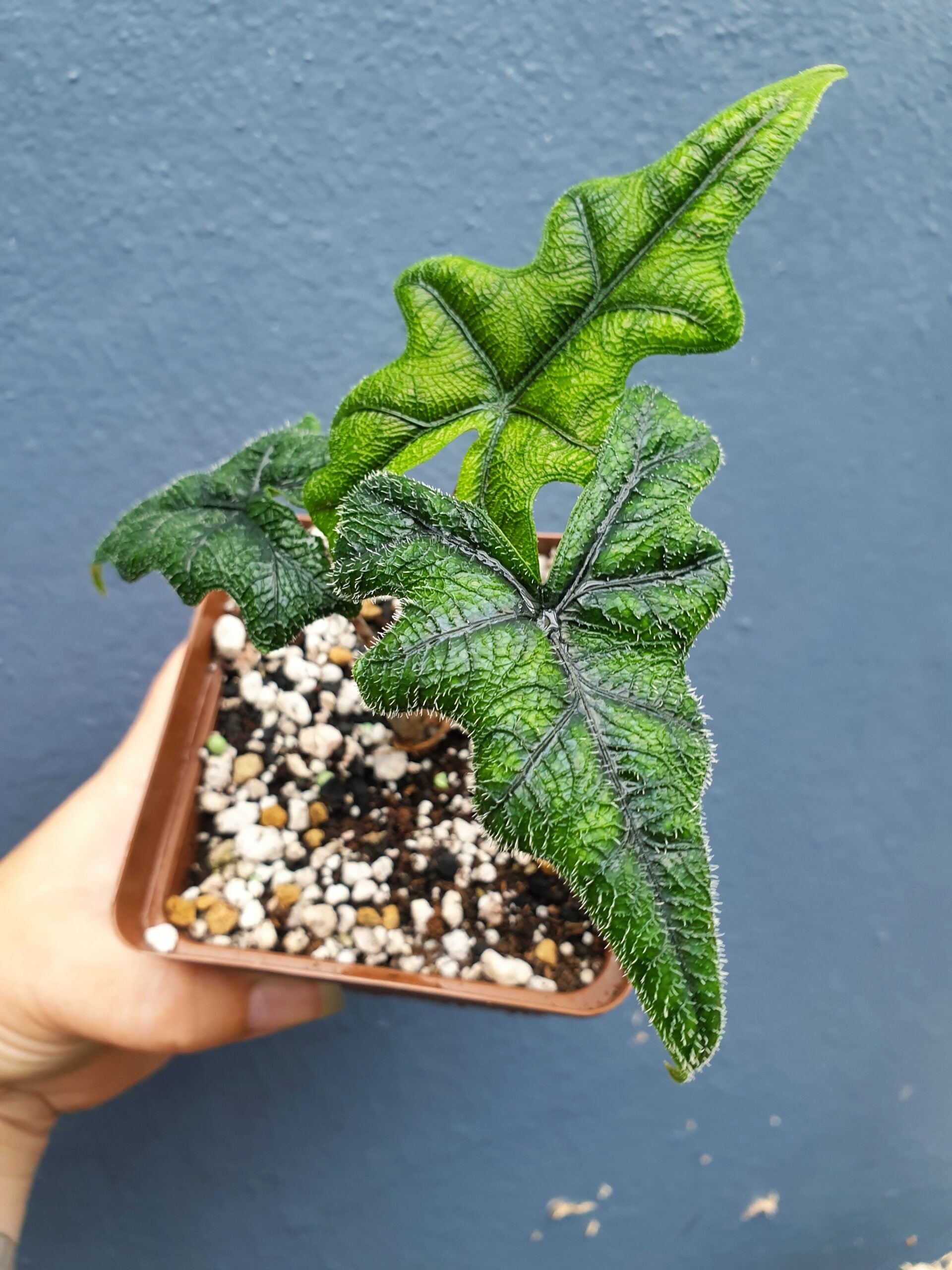 Alocasia (Pre-Orders) – Page 3 – Fuzzy Roots